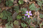 Violet woodsorrel